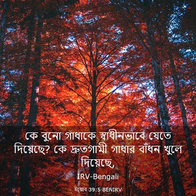 Picture 03 - ইয়োব 39:5 BENIRV - কে বুনো গাধাকে - Bible Verse Picture