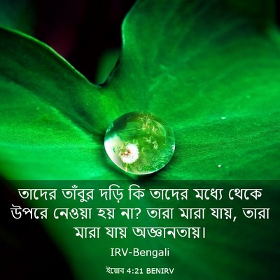 Picture 03 - ইয়োব 4:21 BENIRV - তাদের তাঁবুর দড়ি - Bible Verse Picture