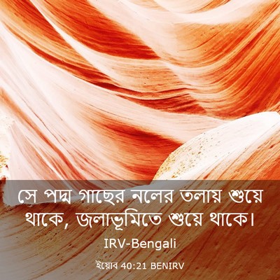 Picture 03 - ইয়োব 40:21 BENIRV - সে পদ্ম গাছের নলের - Bible Verse Picture