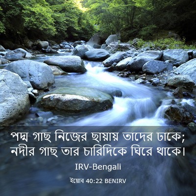 Picture 03 - ইয়োব 40:22 BENIRV - পদ্ম গাছ নিজের - Bible Verse Picture