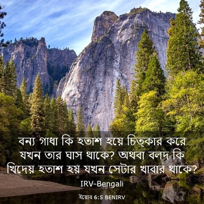 Picture 03 - ইয়োব 6:5 BENIRV - বন্য গাধা কি হতাশ - Bible Verse Picture