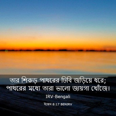 Picture 03 - ইয়োব 8:17 BENIRV - তার শিকড় পাথরের - Bible Verse Picture