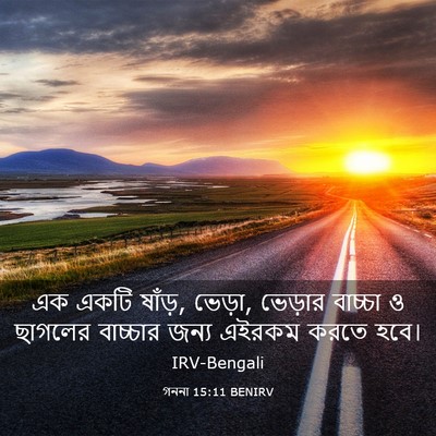 Picture 03 - গননা 15:11 BENIRV - এক একটি ষাঁড়, - Bible Verse Picture