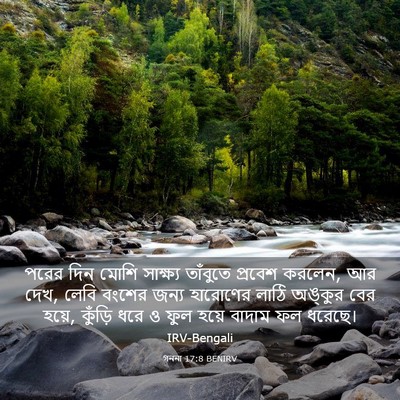 Picture 03 - গননা 17:8 BENIRV - পরের দিন মোশি - Bible Verse Picture