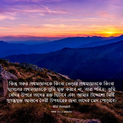 Picture 03 - গননা 18:17 BENIRV - কিন্তু গরুর - Bible Verse Picture