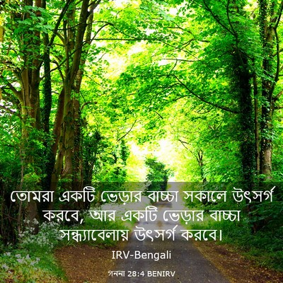 Picture 03 - গননা 28:4 BENIRV - তোমরা একটি ভেড়ার - Bible Verse Picture