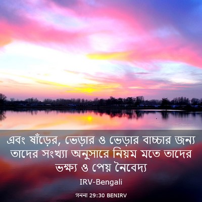 Picture 03 - গননা 29:30 BENIRV - এবং ষাঁড়ের, - Bible Verse Picture