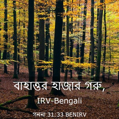 Picture 03 - গননা 31:33 BENIRV - বাহাত্তর হাজার - Bible Verse Picture