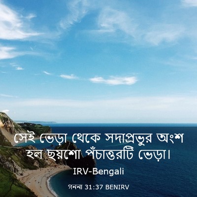 Picture 03 - গননা 31:37 BENIRV - সেই ভেড়া থেকে - Bible Verse Picture