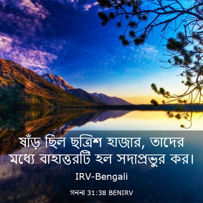 Picture 03 - গননা 31:38 BENIRV - ষাঁড় ছিল ছত্রিশ - Bible Verse Picture