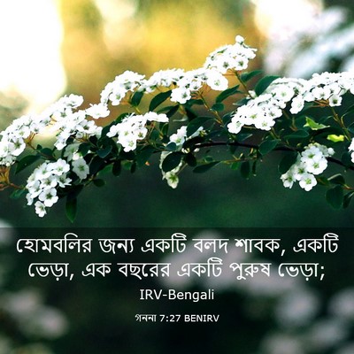 Picture 03 - গননা 7:27 BENIRV - হোমবলির জন্য একটি - Bible Verse Picture