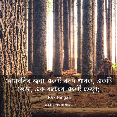 Picture 03 - গননা 7:39 BENIRV - হোমবলির জন্য একটি - Bible Verse Picture
