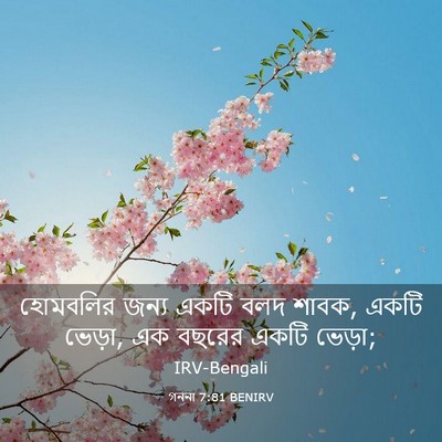 Picture 03 - গননা 7:81 BENIRV - হোমবলির জন্য একটি - Bible Verse Picture