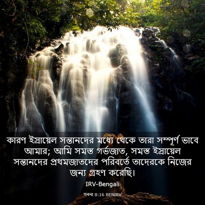 Picture 03 - গননা 8:16 BENIRV - কারণ ইস্রায়েল - Bible Verse Picture