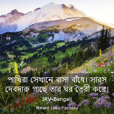 Picture 03 - গীতমালা 104:17 BENIRV - পাখিরা সেখানে - Bible Verse Picture