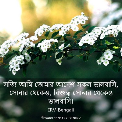 Picture 03 - গীতমালা 119:127 BENIRV - সত্যি আমি তোমার - Bible Verse Picture