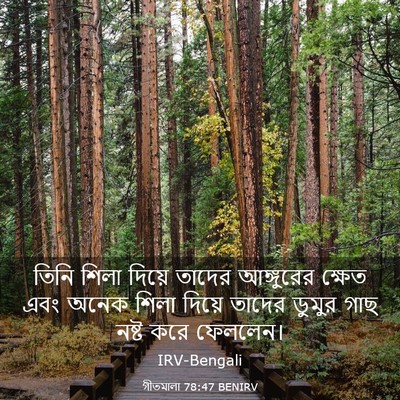Picture 03 - গীতমালা 78:47 BENIRV - তিনি শিলা দিয়ে - Bible Verse Picture