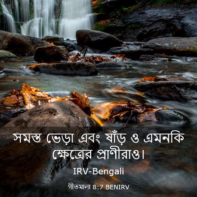Picture 03 - গীতমালা 8:7 BENIRV - সমস্ত ভেড়া এবং - Bible Verse Picture