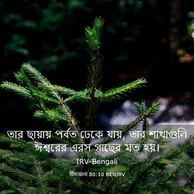 Picture 03 - গীতমালা 80:10 BENIRV - তার ছায়ায় পর্বত - Bible Verse Picture
