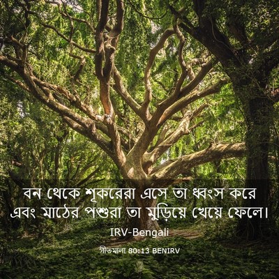 Picture 03 - গীতমালা 80:13 BENIRV - বন থেকে শূকরেরা - Bible Verse Picture