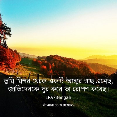 Picture 03 - গীতমালা 80:8 BENIRV - তুমি মিশর থেকে - Bible Verse Picture