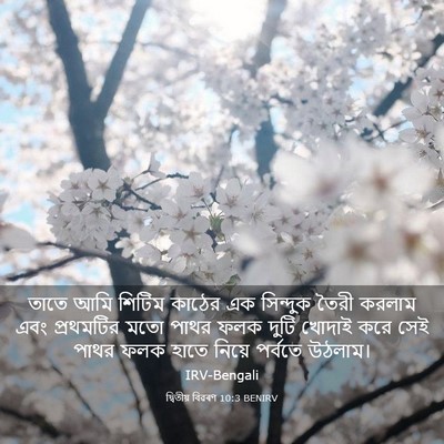 Picture 03 - দ্বিতীয় বিৱৰণ 10:3 BENIRV - তাতে আমি শিটিম - Bible Verse Picture