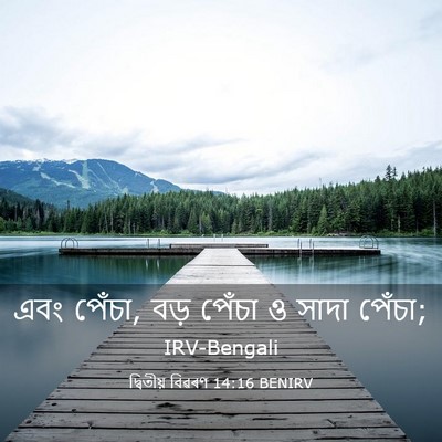 Picture 03 - দ্বিতীয় বিৱৰণ 14:16 BENIRV - এবং পেঁচা, বড় - Bible Verse Picture
