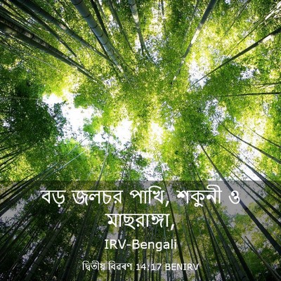 Picture 03 - দ্বিতীয় বিৱৰণ 14:17 BENIRV - বড় জলচর পাখি, - Bible Verse Picture