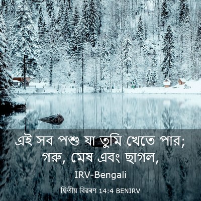 Picture 03 - দ্বিতীয় বিৱৰণ 14:4 BENIRV - এই সব পশু যা তুমি - Bible Verse Picture