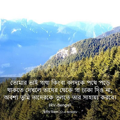 Picture 03 - দ্বিতীয় বিৱৰণ 22:4 BENIRV - তোমার ভাই গাধা - Bible Verse Picture