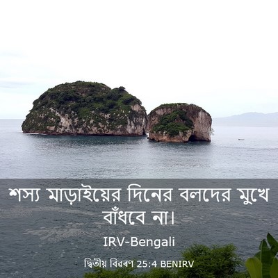 Picture 03 - দ্বিতীয় বিৱৰণ 25:4 BENIRV - শস্য মাড়াইয়ের - Bible Verse Picture