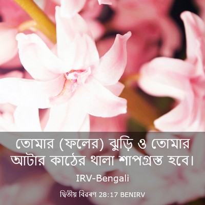 Picture 03 - দ্বিতীয় বিৱৰণ 28:17 BENIRV - তোমার (ফলের) ঝুড়ি - Bible Verse Picture