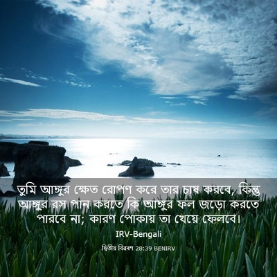 Picture 03 - দ্বিতীয় বিৱৰণ 28:39 BENIRV - তুমি আঙ্গুর ক্ষেত - Bible Verse Picture