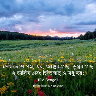 Picture 03 - দ্বিতীয় বিৱৰণ 8:8 BENIRV - সেই দেশে গম, যব, - Bible Verse Picture