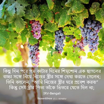 Picture 03 - বিচাৰকর্তাবিলাক 15:1 BENIRV - কিছু দিন পরে গম - Bible Verse Picture