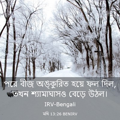 Picture 03 - মথি 13:26 BENIRV - পরে বীজ অঙ্কুরিত - Bible Verse Picture