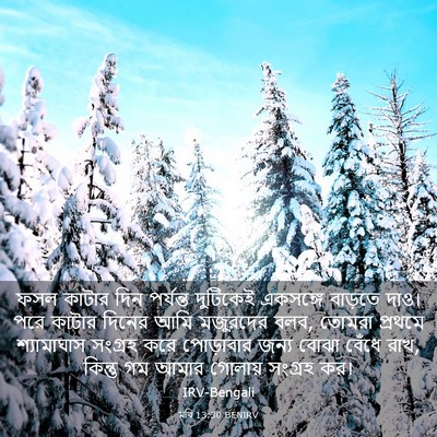 Picture 03 - মথি 13:30 BENIRV - ফসল কাটার দিন - Bible Verse Picture