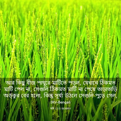Picture 03 - মথি 13:5 BENIRV - আর কিছু বীজ পাথুরে - Bible Verse Picture