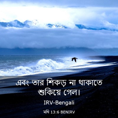 Picture 03 - মথি 13:6 BENIRV - এবং তার শিকড় না - Bible Verse Picture