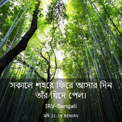 Picture 03 - মথি 21:18 BENIRV - সকালে শহরে ফিরে - Bible Verse Picture