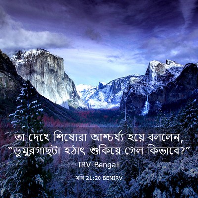 Picture 03 - মথি 21:20 BENIRV - তা দেখে শিষ্যেরা - Bible Verse Picture