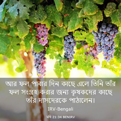 Picture 03 - মথি 21:34 BENIRV - আর ফল পাবার দিন - Bible Verse Picture