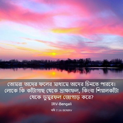 Picture 03 - মথি 7:16 BENIRV - তোমরা তাদের ফলের - Bible Verse Picture
