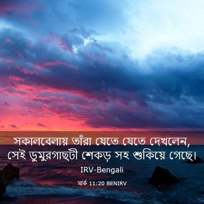 Picture 03 - মার্ক 11:20 BENIRV - সকালবেলায় তাঁরা - Bible Verse Picture