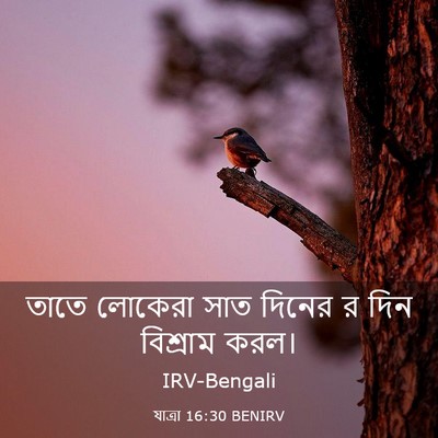 Picture 03 - যাত্ৰা 16:30 BENIRV - তাতে লোকেরা সাত - Bible Verse Picture