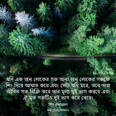 Picture 03 - যাত্ৰা 21:35 BENIRV - যদি এক জন লোকের গরু - Bible Verse Picture