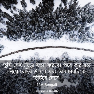 Picture 03 - যাত্ৰা 29:16 BENIRV - তুমি সেই ভেড়া - Bible Verse Picture