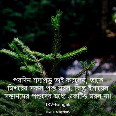 Picture 03 - যাত্ৰা 9:6 BENIRV - পরদিন সদাপ্রভু - Bible Verse Picture