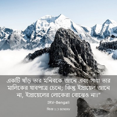 Picture 03 - যিচয়া 1:3 BENIRV - একটি ষাঁড় তার - Bible Verse Picture