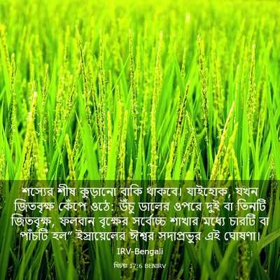 Picture 03 - যিচয়া 17:6 BENIRV - শস্যের শীষ - Bible Verse Picture